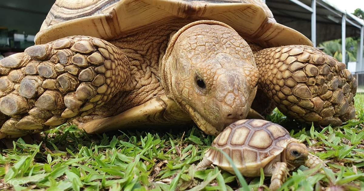 The Live Turtle and Tortoise Museum Klook Hong Kong